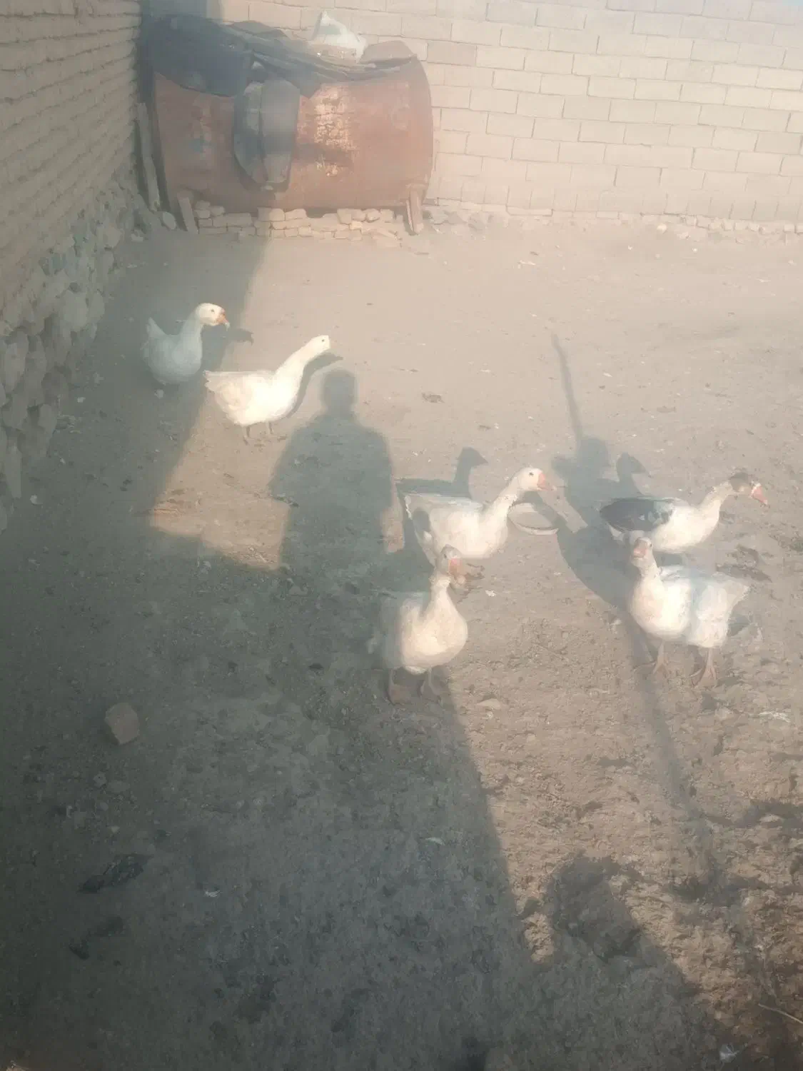 قوغاز|حیوانات مزرعه|سلماس, |دیوار