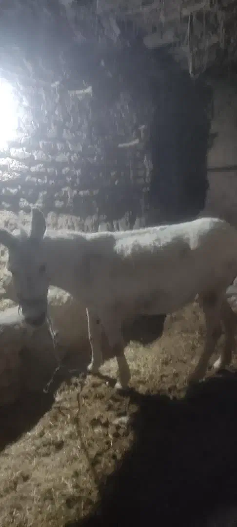 خره ماده|حیوانات مزرعه|بیجار, |دیوار