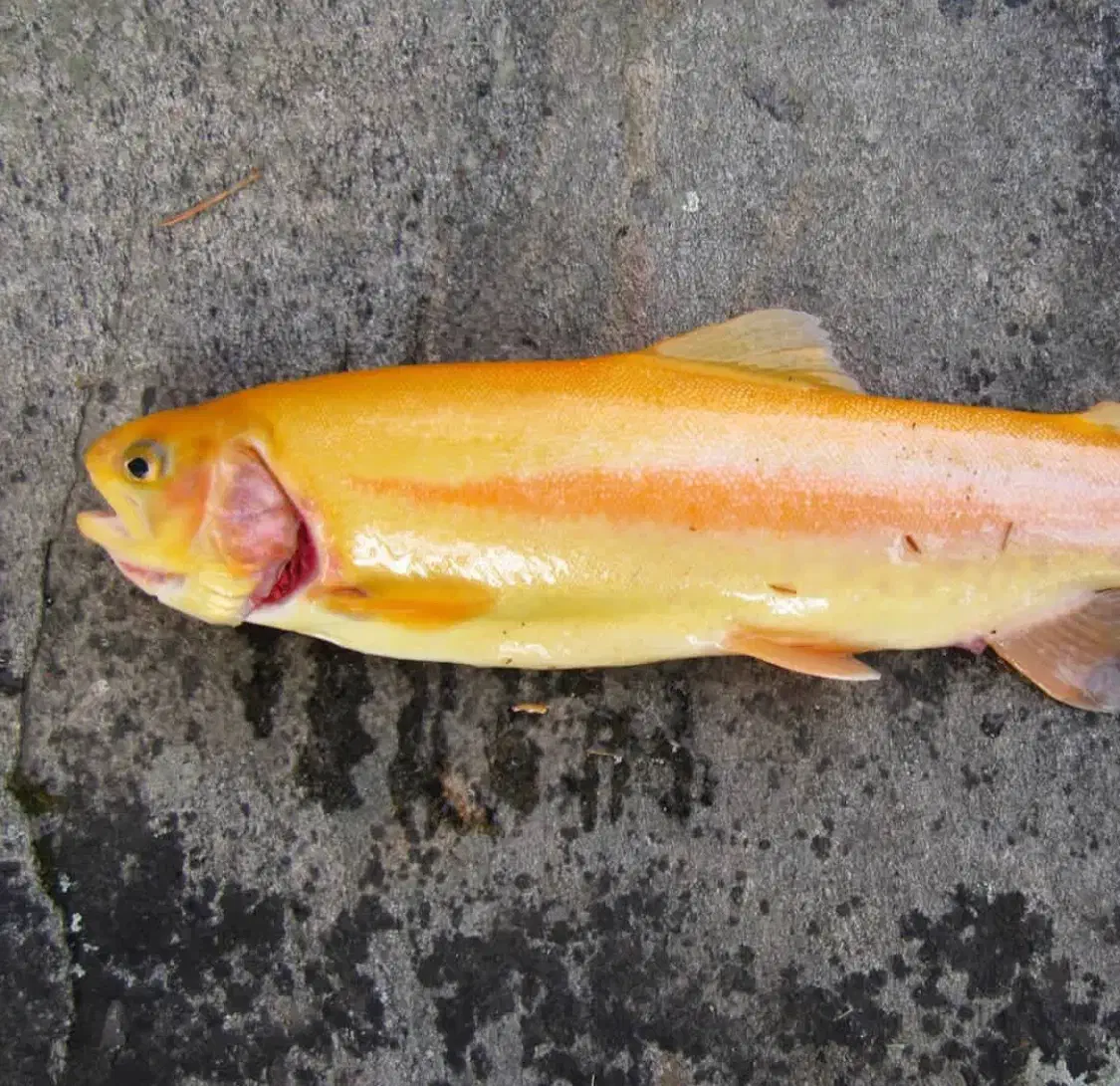 قزل طلای درجه A|ماهی|سنگر, |دیوار