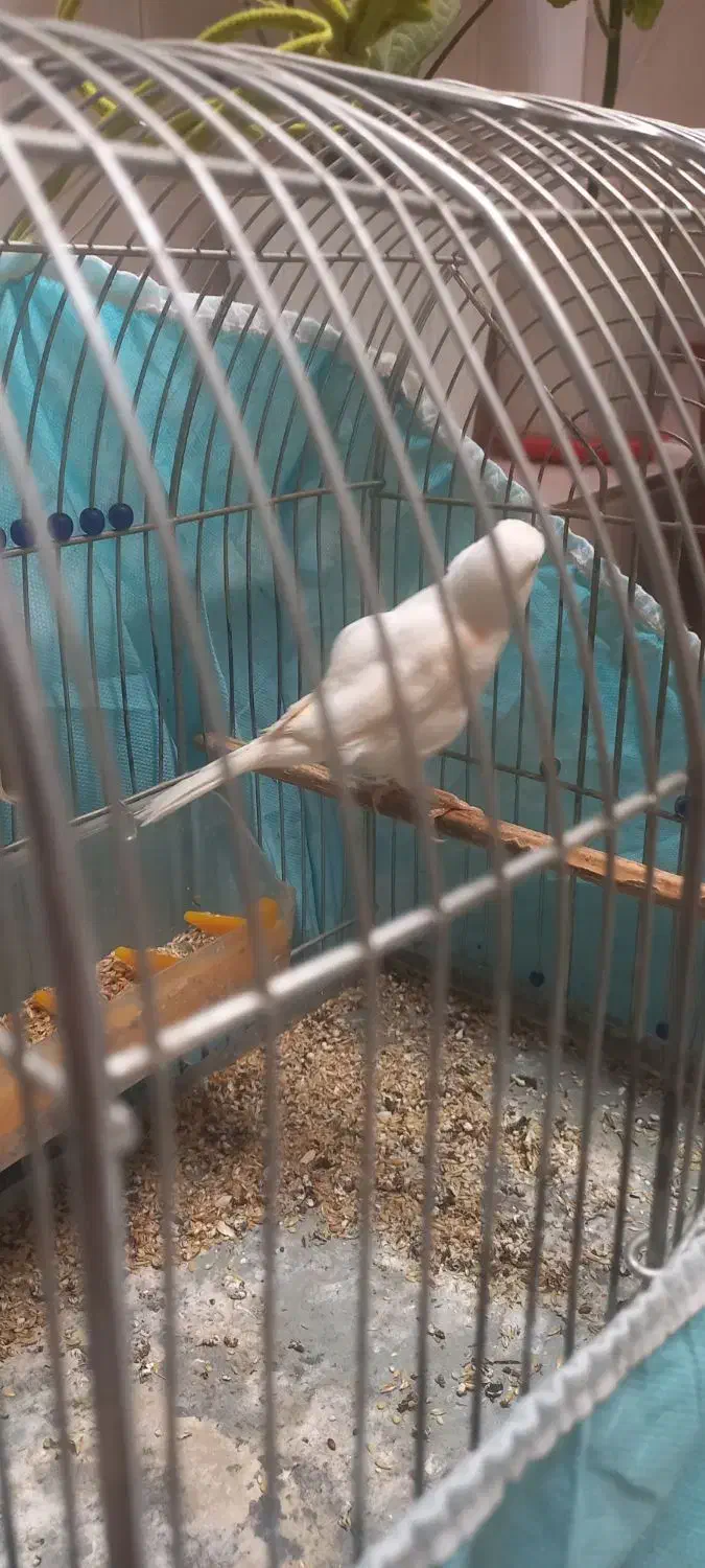 قناری ماده هوش هوش|پرنده|کرمانشاه, |دیوار