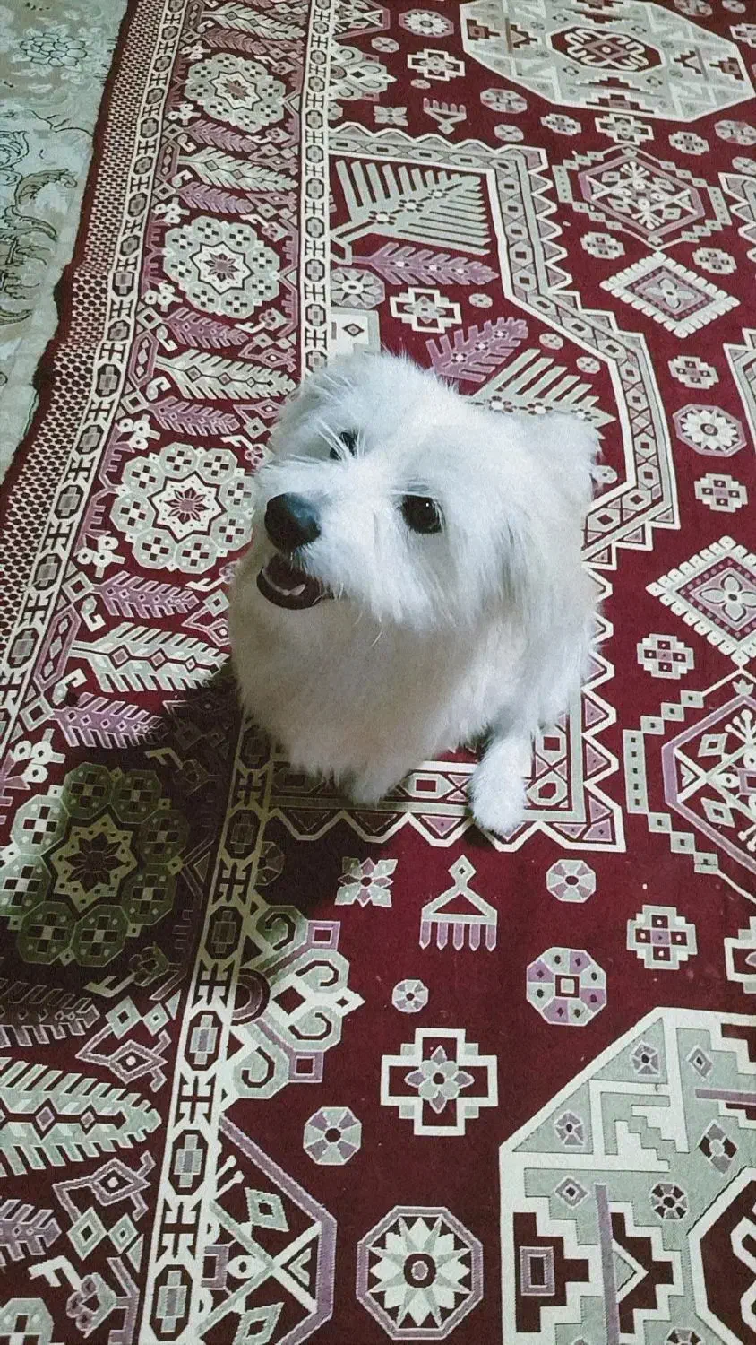 فروش سگ اشپیتز|سگ|یاسوج, |دیوار