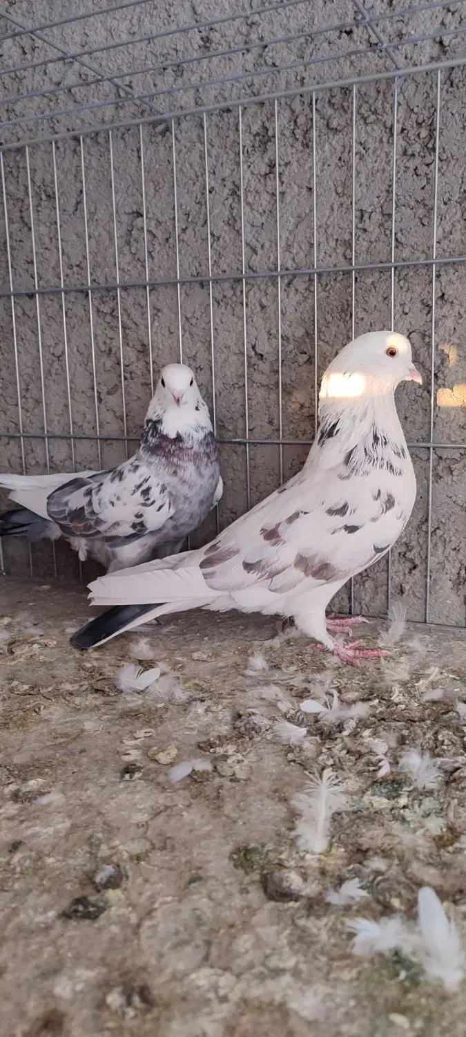 کبوتر پرشی|پرنده|زابل, |دیوار