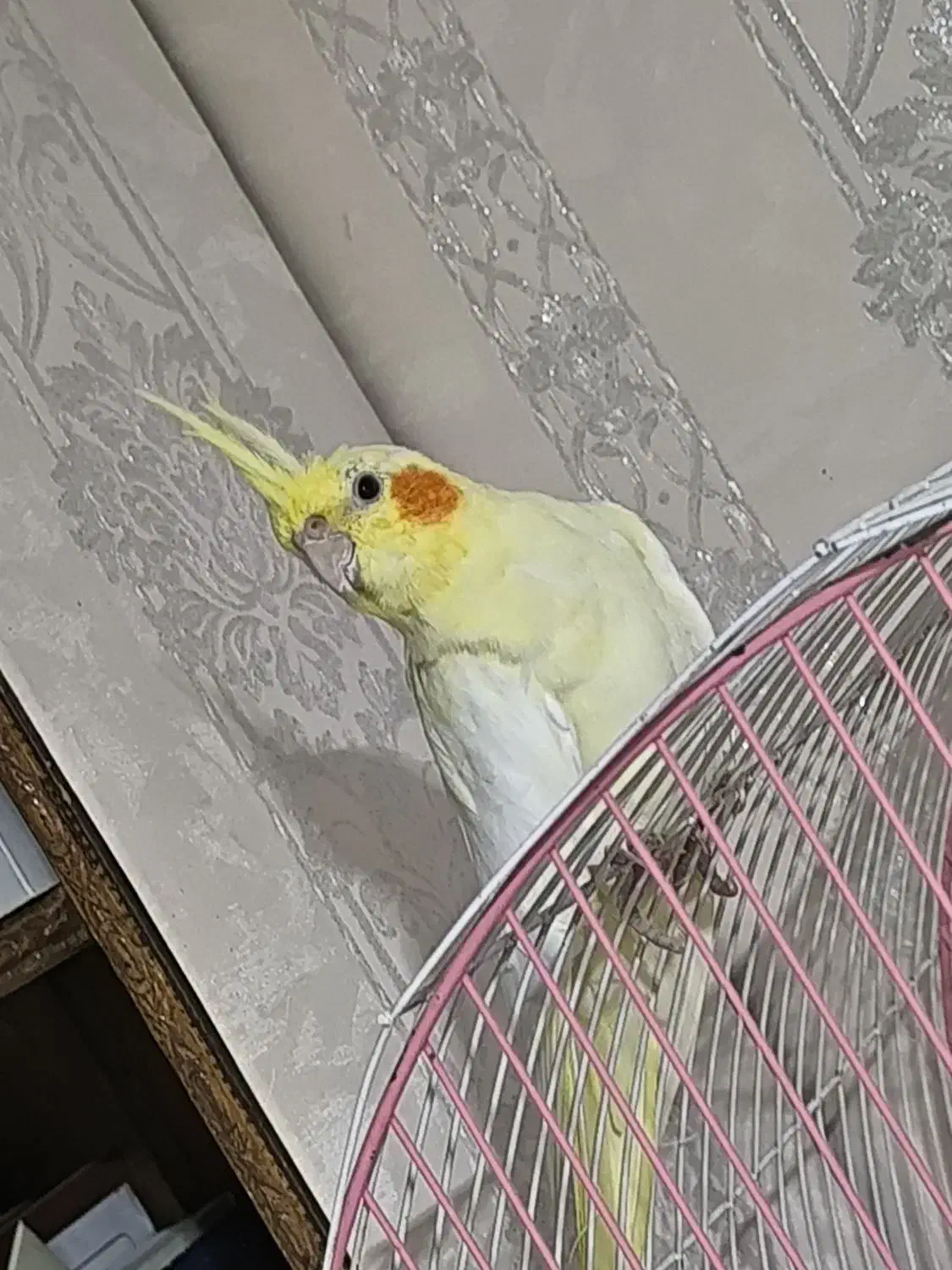 عروس پاریس هلندی ماده|پرنده|باوی, |دیوار