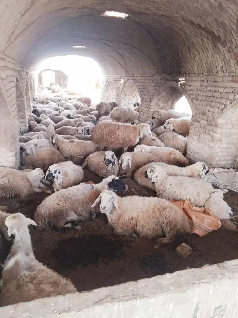 گوسفند فروشی|حیوانات مزرعه|رفسنجان, |دیوار