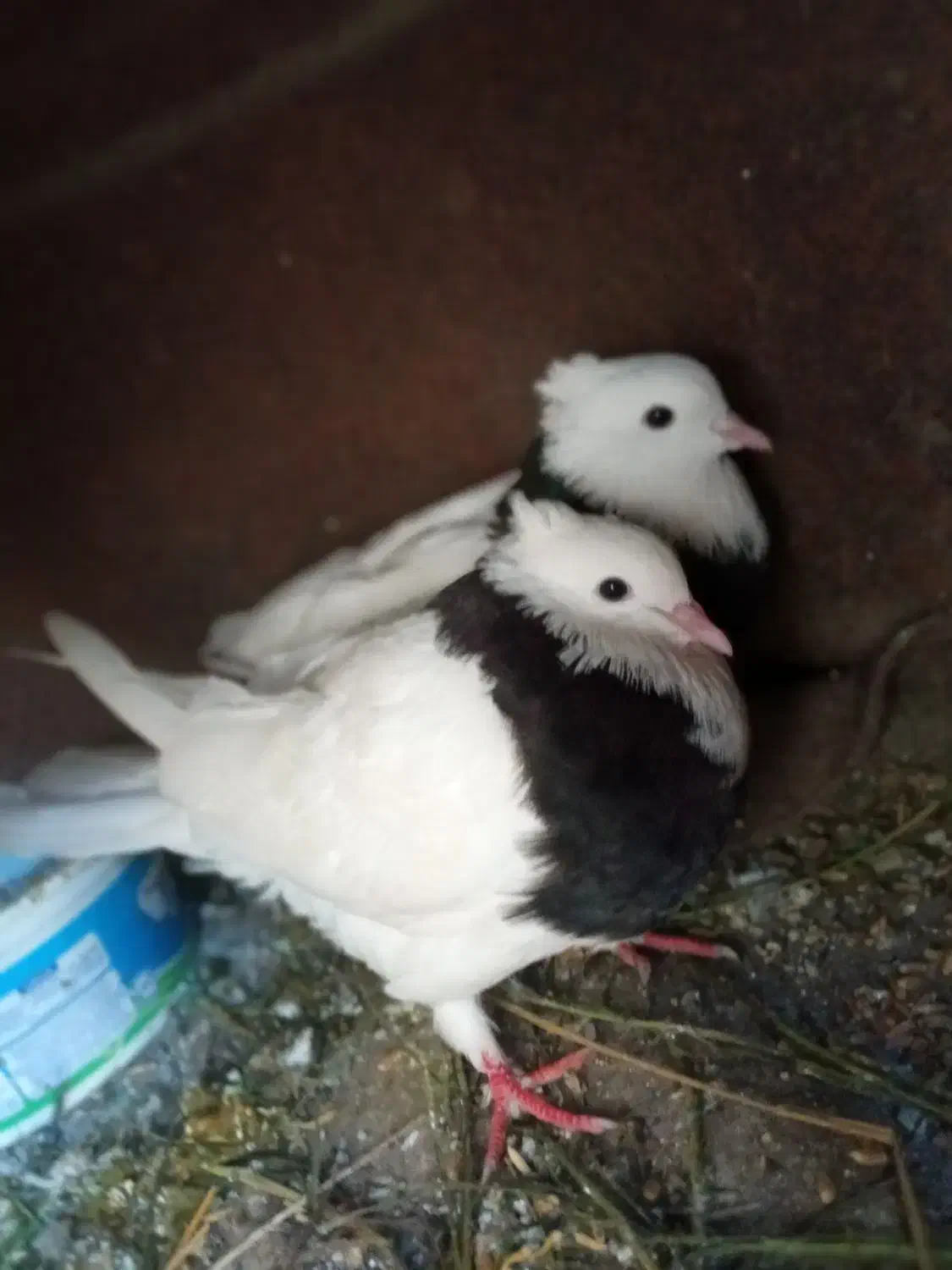 کفتر طوقی دم تخم|پرنده|گرگان, |دیوار