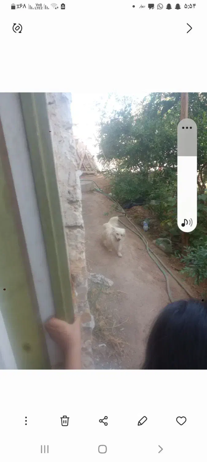 سگ گم شده اردکان کوچه مدرسه مادر|سگ|عقدا, |دیوار