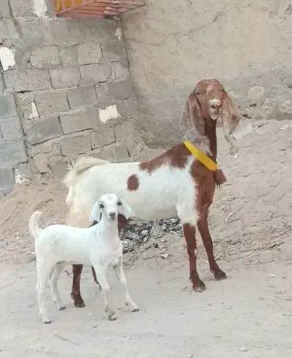 بز پاکستانی باکهرماده|حیوانات مزرعه|بندرعباس, |دیوار