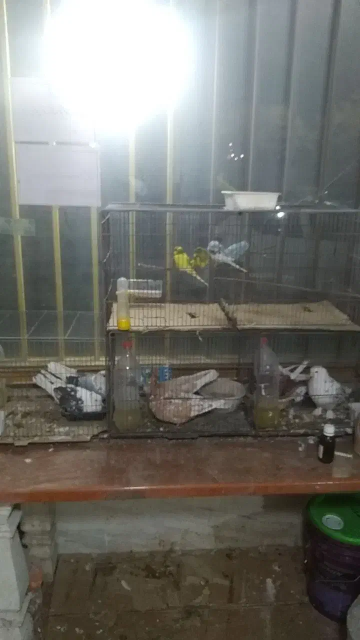 خرید و فروش عروس هلندی، مرغ، خروس و کبوتر|پرنده|فشاپویه, |دیوار