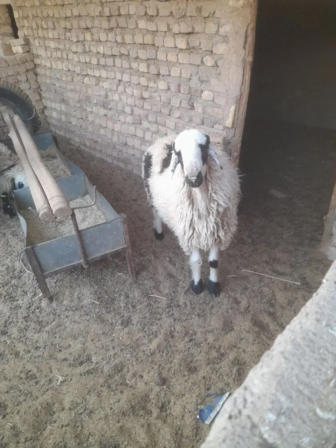 بره ی نر و ماده|حیوانات مزرعه|رفسنجان, |دیوار