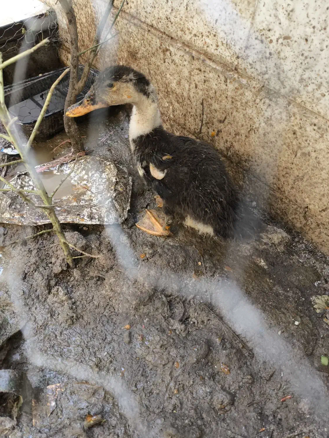 اوردک|حیوانات مزرعه|تهران, مسعودیه|دیوار