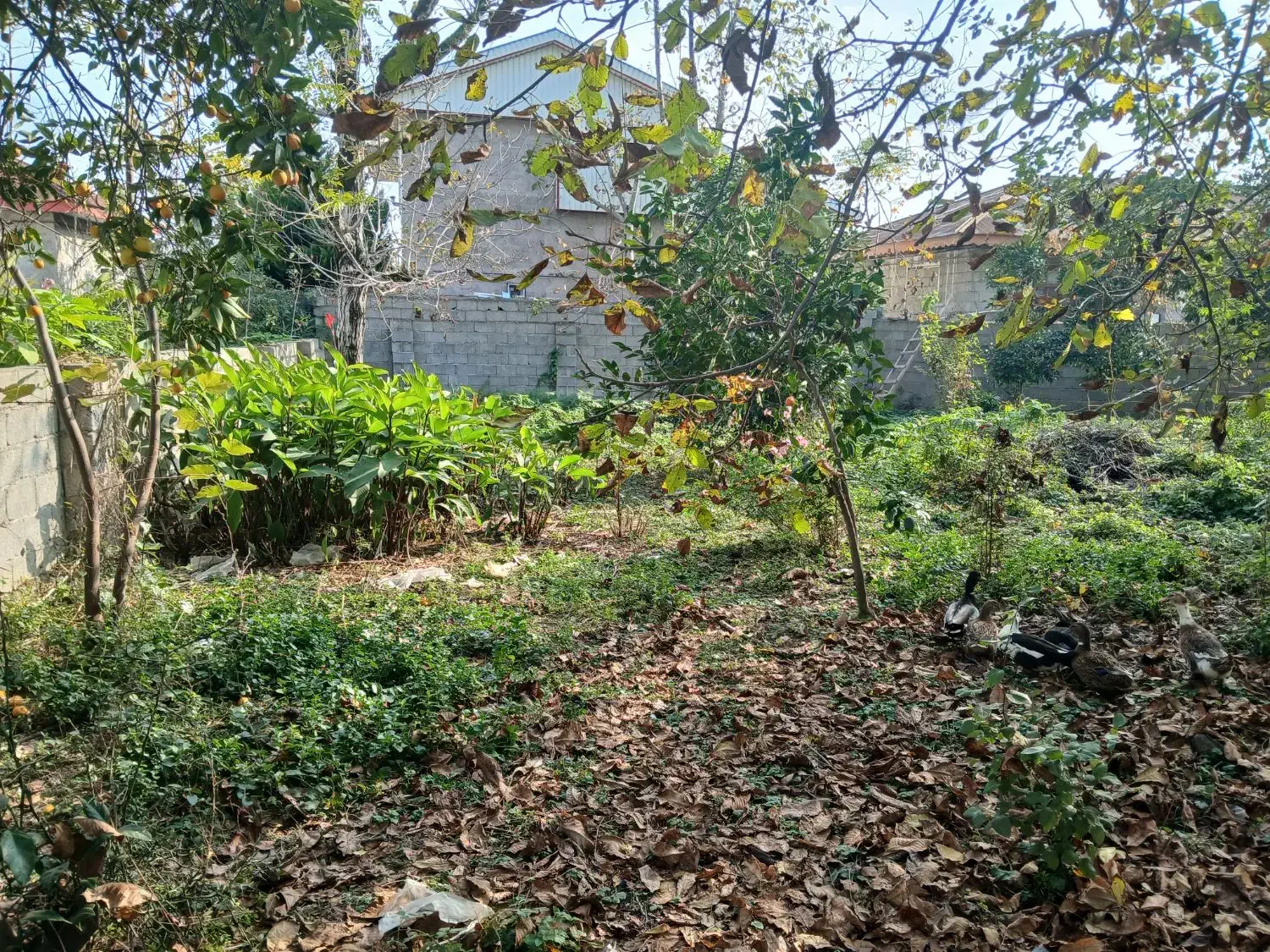 زمین شهری در شاندرمن مسکونی|فروش زمین و ملک کلنگی|شاندرمن, |دیوار