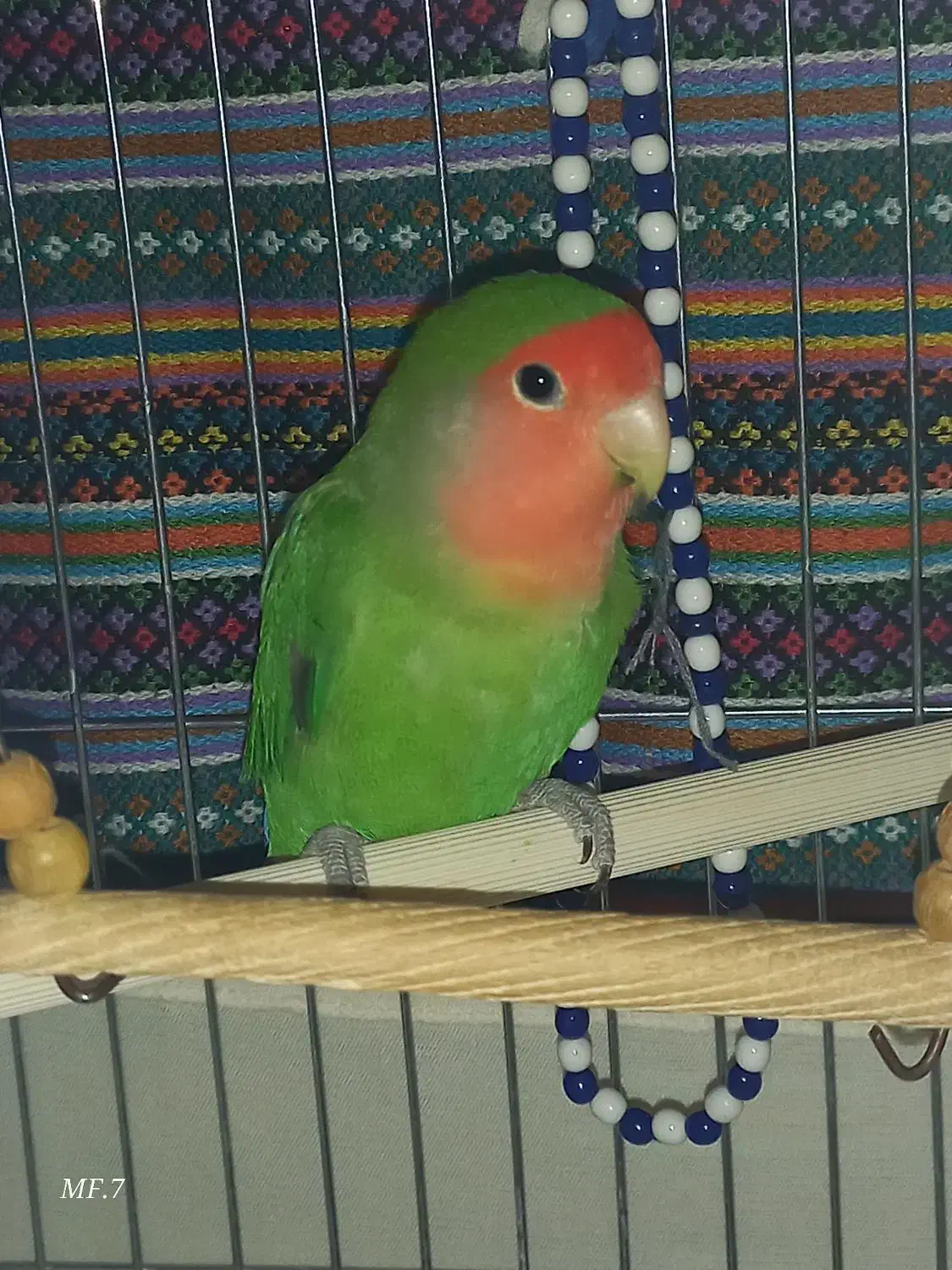 طوطی برزیلی نر دستی و رام|پرنده|شهریار, شهریار|دیوار