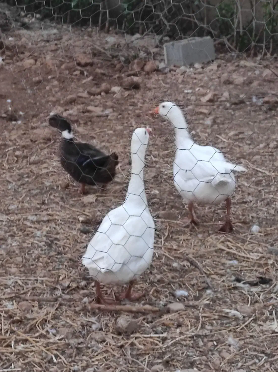 فروش غاز|حیوانات مزرعه|یاسوج, |دیوار