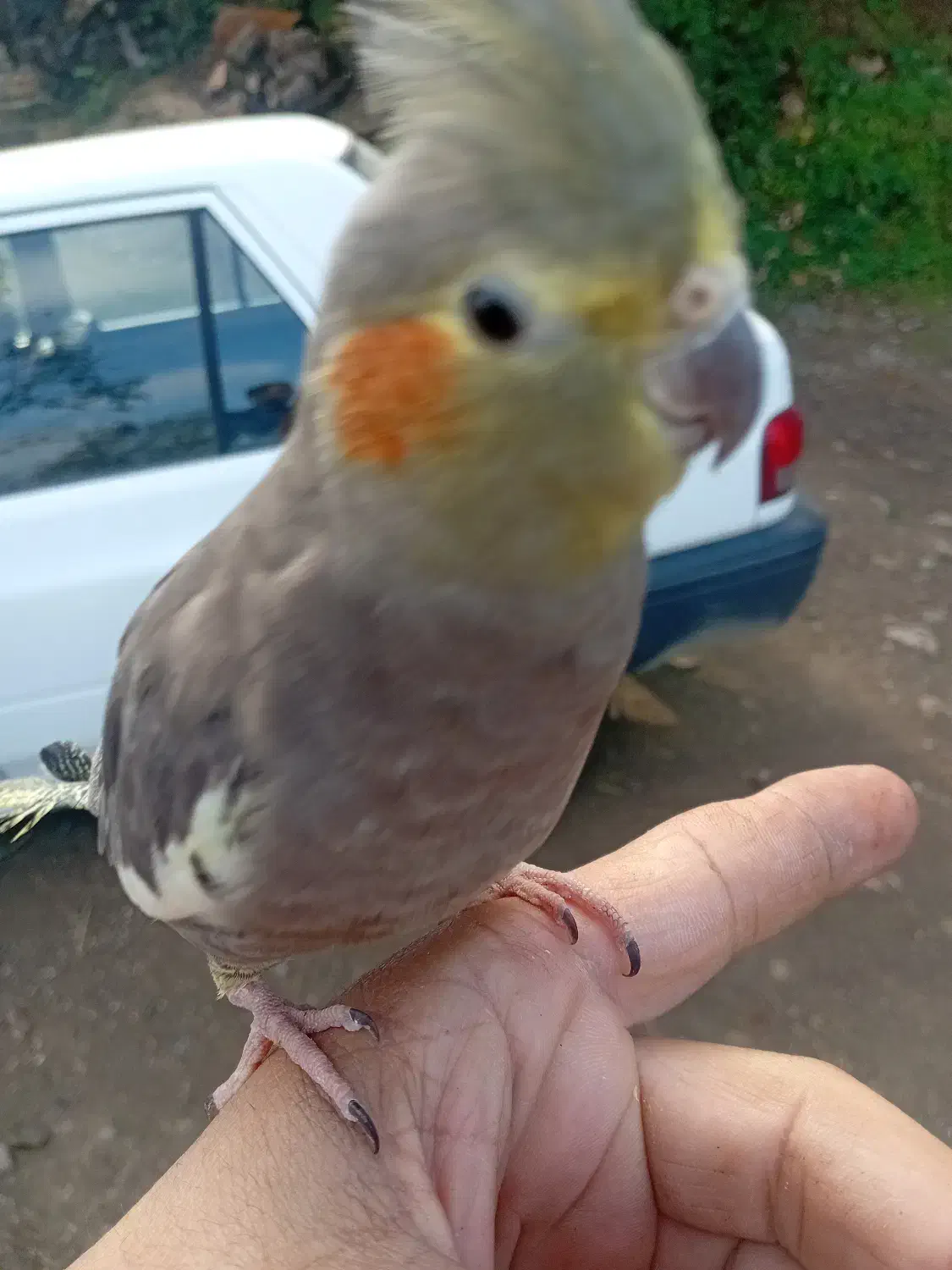 عروس هلندی|پرنده|رحیم‌آباد, |دیوار