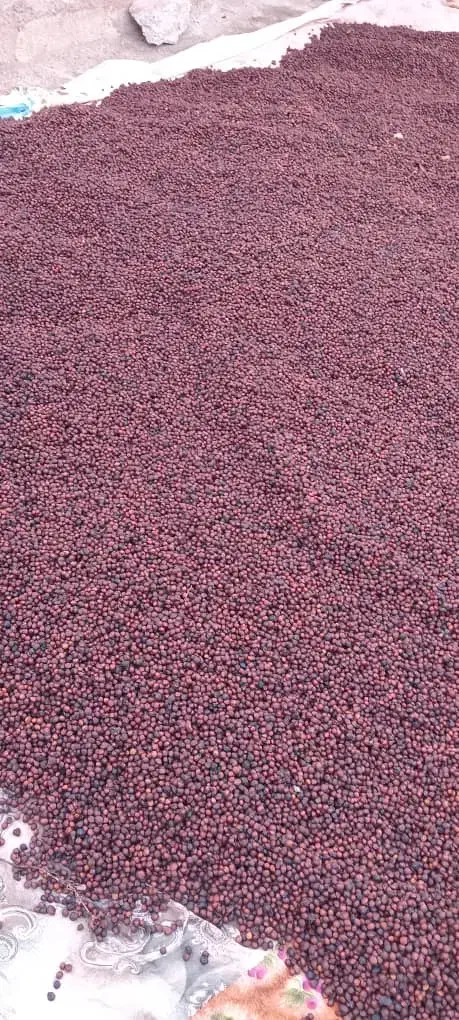 هسته آلبالو|خوردنی و آشامیدنی|تسوج, |دیوار