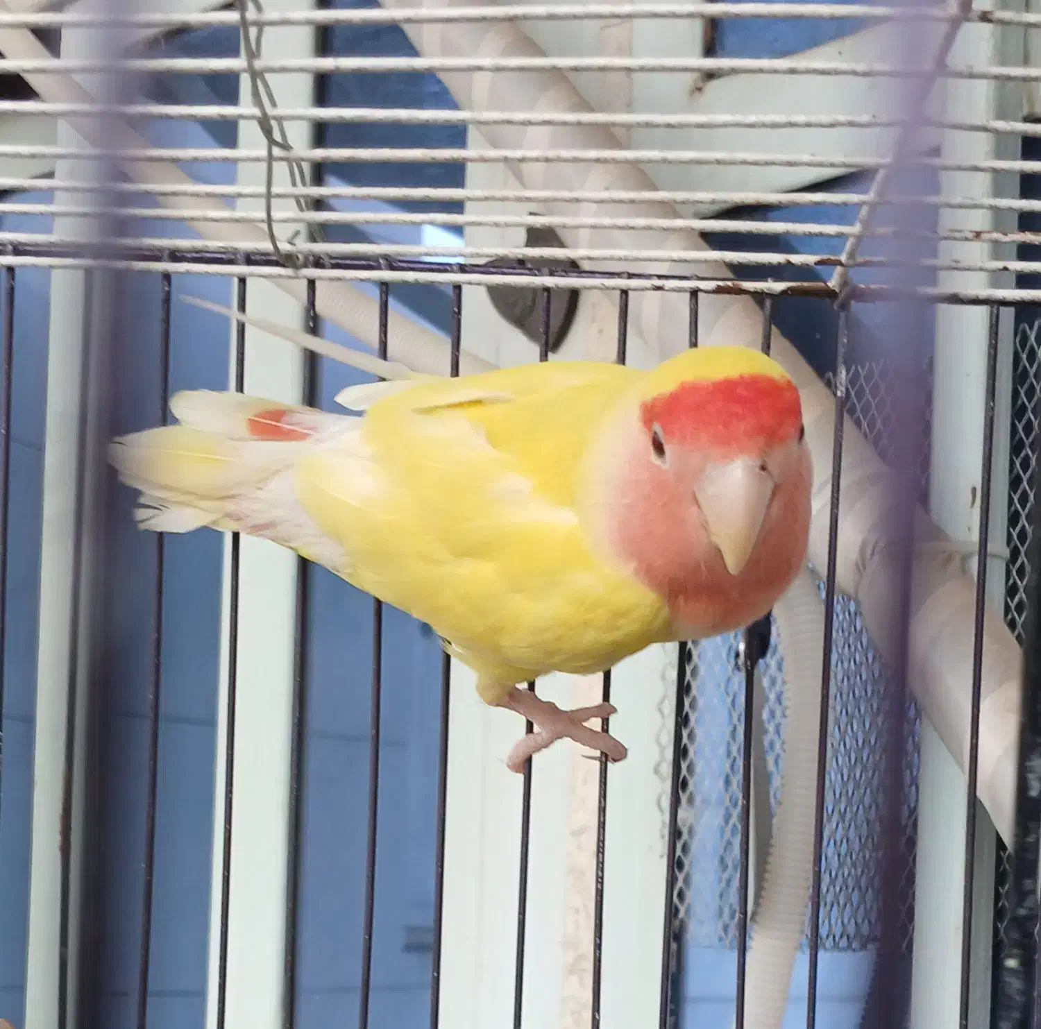 طوطی برزیلی|پرنده|شوشتر, |دیوار