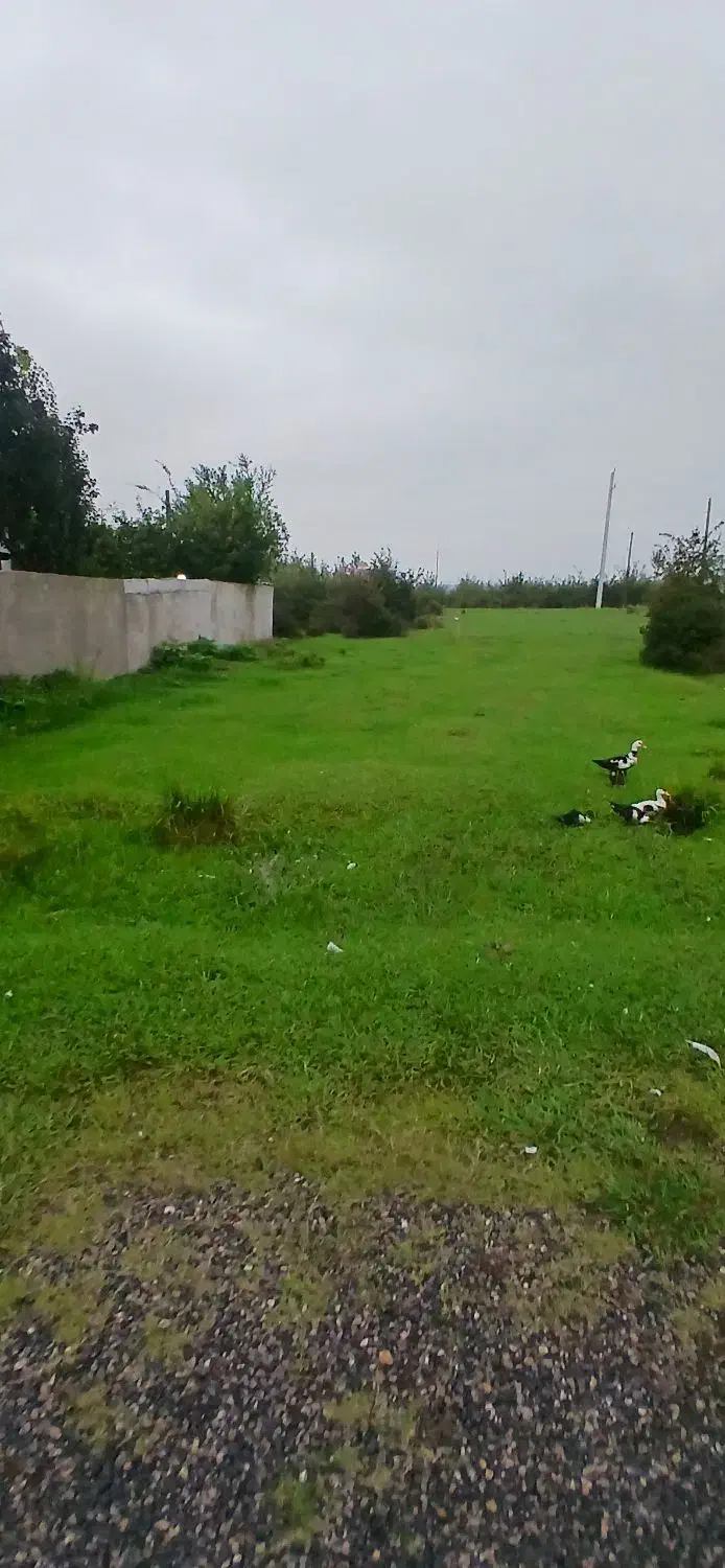 ۳۰۰متر زمین مسکونی سند۶ دانگ تک برگ شهرک ساماندهی|فروش زمین و ملک کلنگی|رضوانشهر, |دیوار