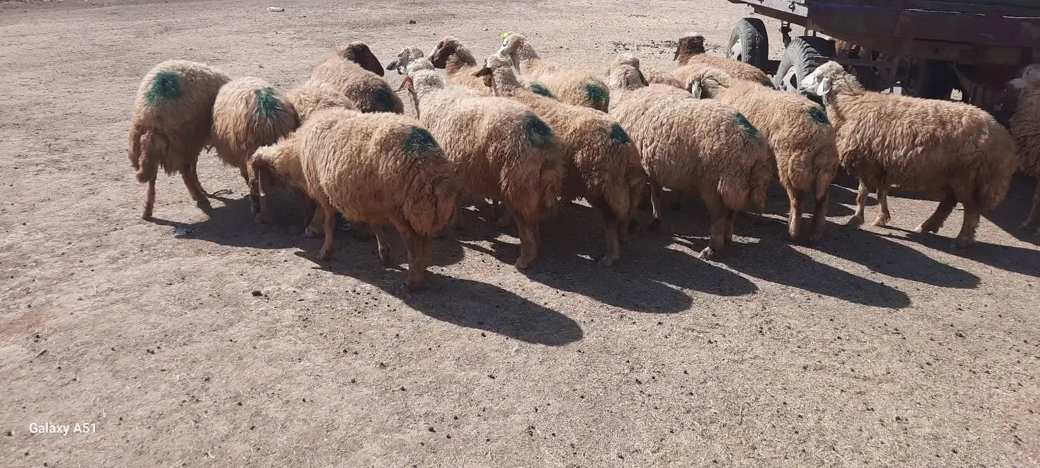 میش|حیوانات مزرعه|حمیل, |دیوار