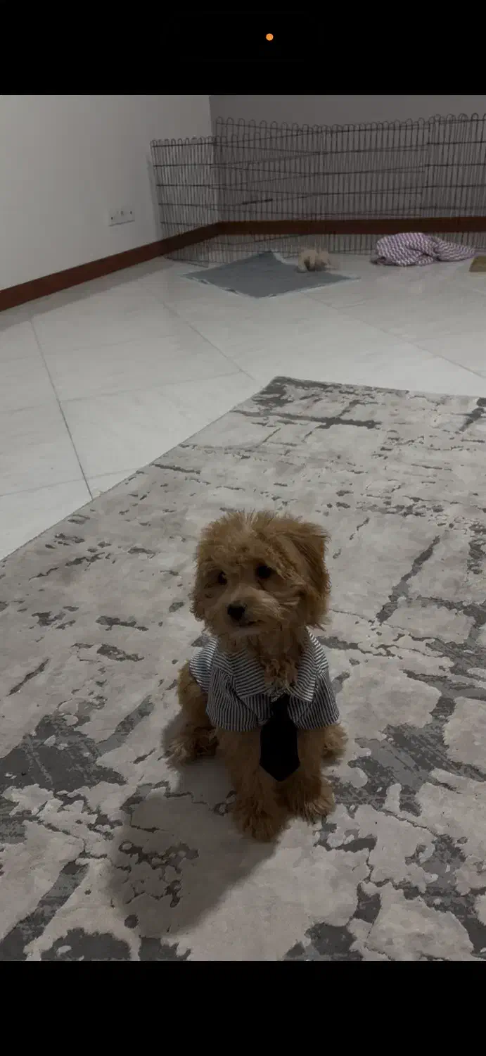 سگ توی پودل رنگ‌رد|سگ|کرج, گلشهر|دیوار