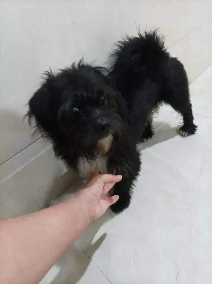 سگ پا کوتاه|سگ|لنگرود, |دیوار