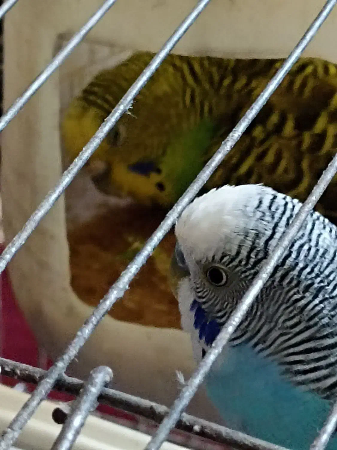 پنج عدد مرغ عشق سالم با قفس|پرنده|اسلامشهر, شهرک واوان|دیوار