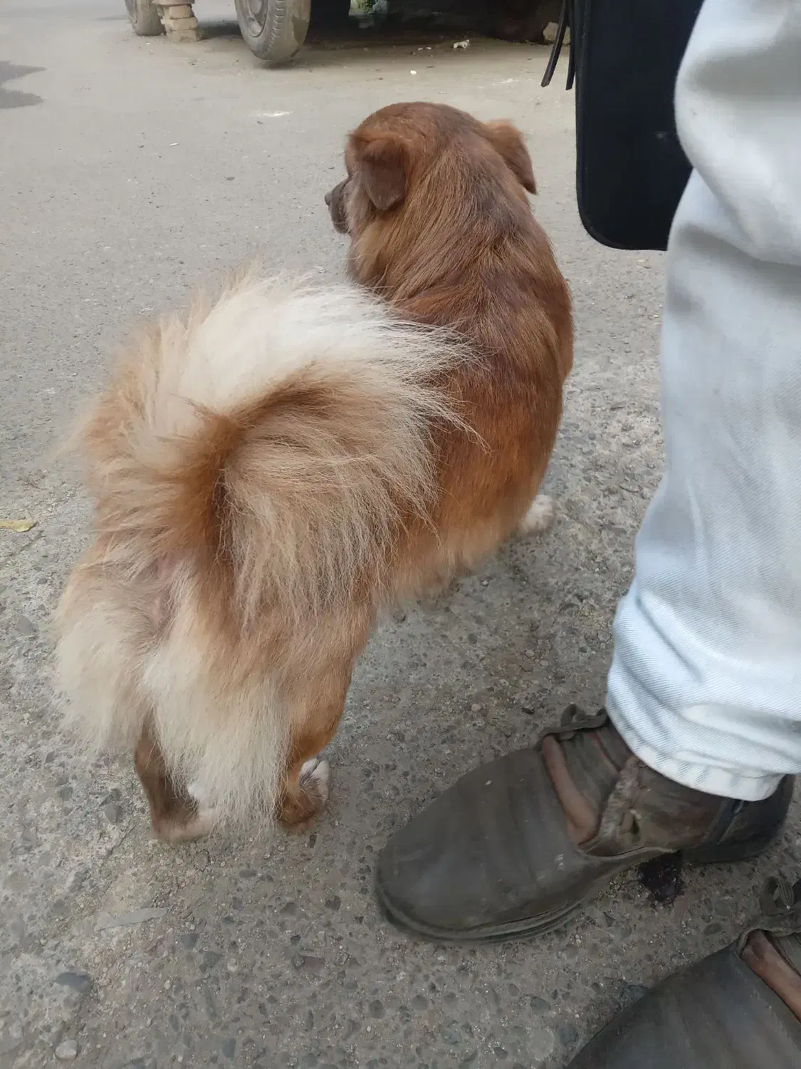 یک عدد سگ فروشی هستش|سگ|رشت, حمیدیان|دیوار