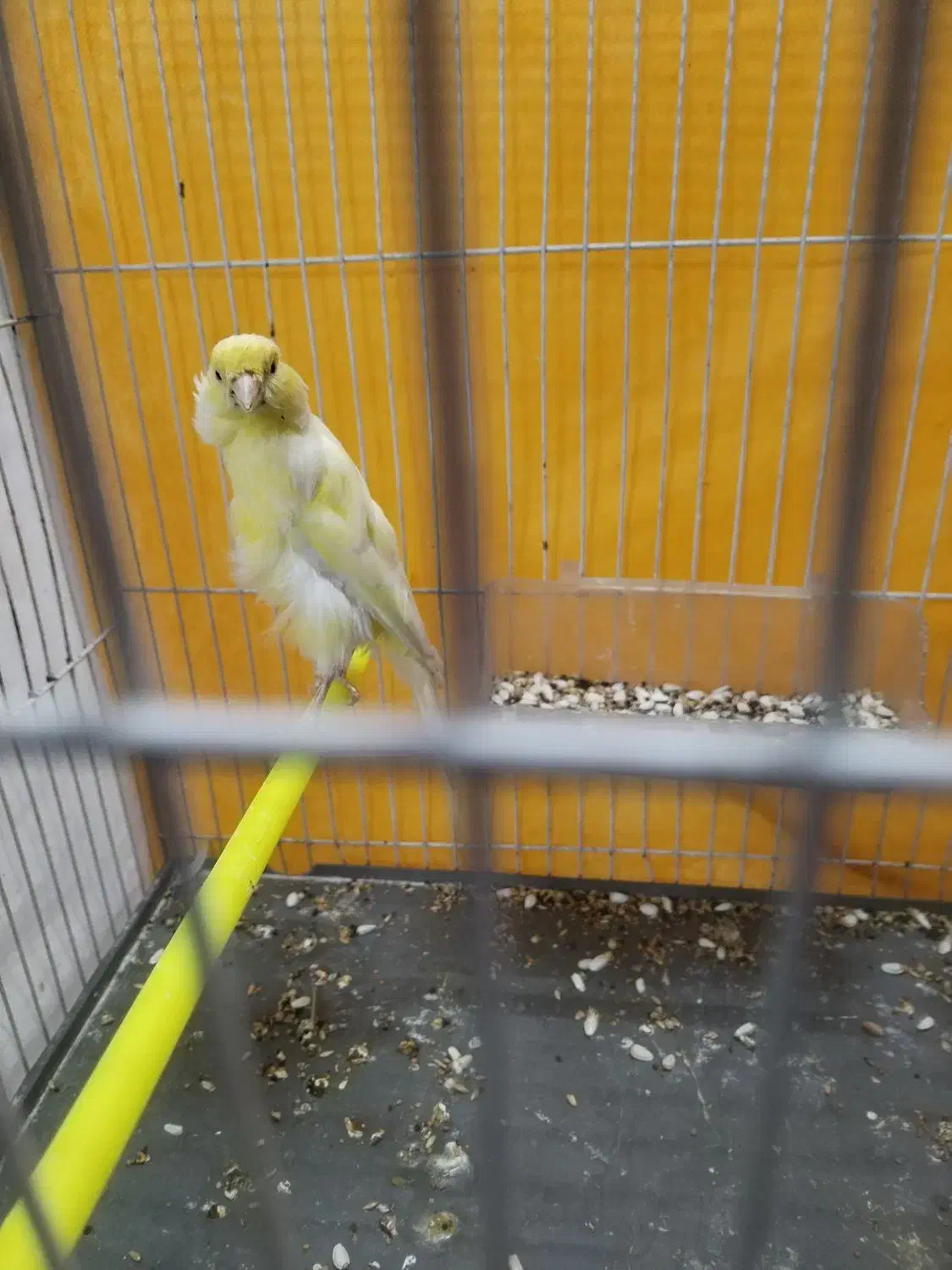 قناری نر|پرنده|مشهد, سعد آباد|دیوار