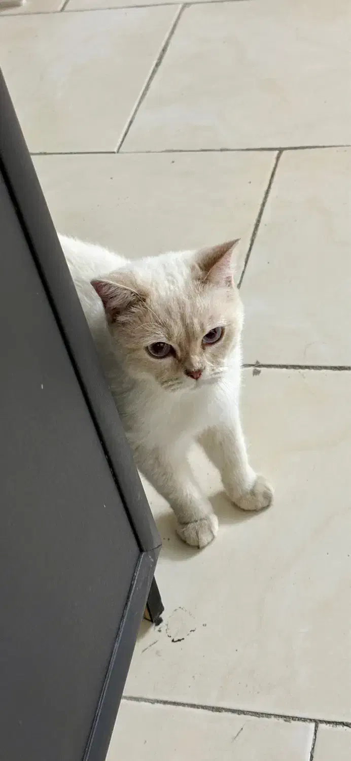 واگذاری گربه بریتیش|گربه|تهران, منیریه|دیوار