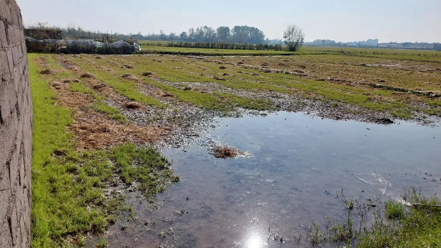 زمین کشاورزی به متراژ ۲۰۰۰ متر|فروش دفتر صنعتی، کشاورزی، تجاری|خمام, |دیوار