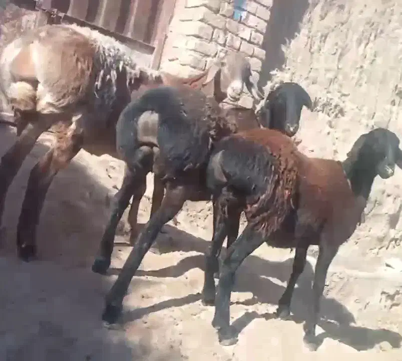 سه راس کاور چینی اصیل لختی،|حیوانات مزرعه|بردسکن, |دیوار