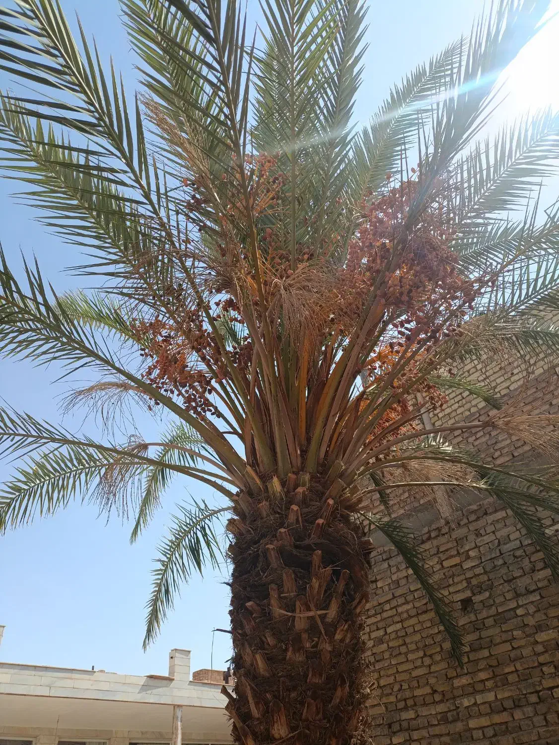 درخت خرما (نخل)|گل و گیاه طبیعی|اردکان, |دیوار