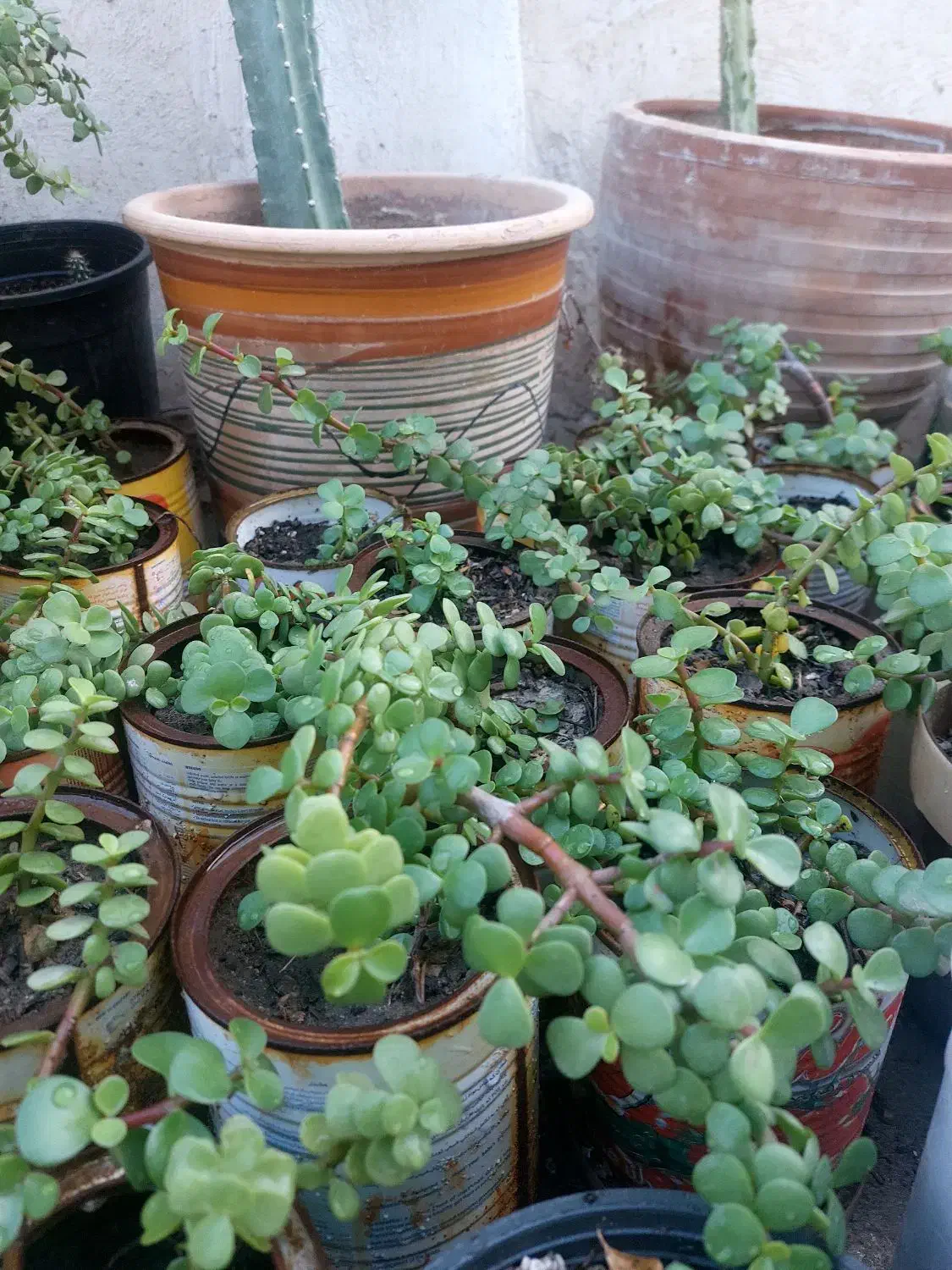 گل خرفه ای  مناسب هر آب و هوایی|گل و گیاه طبیعی|بندرعباس, |دیوار