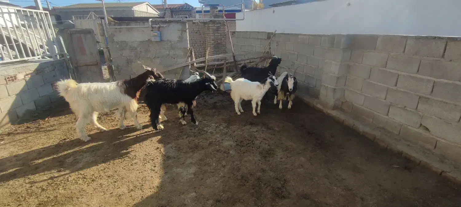 6 راس بز|حیوانات مزرعه|سیمین شهر, |دیوار