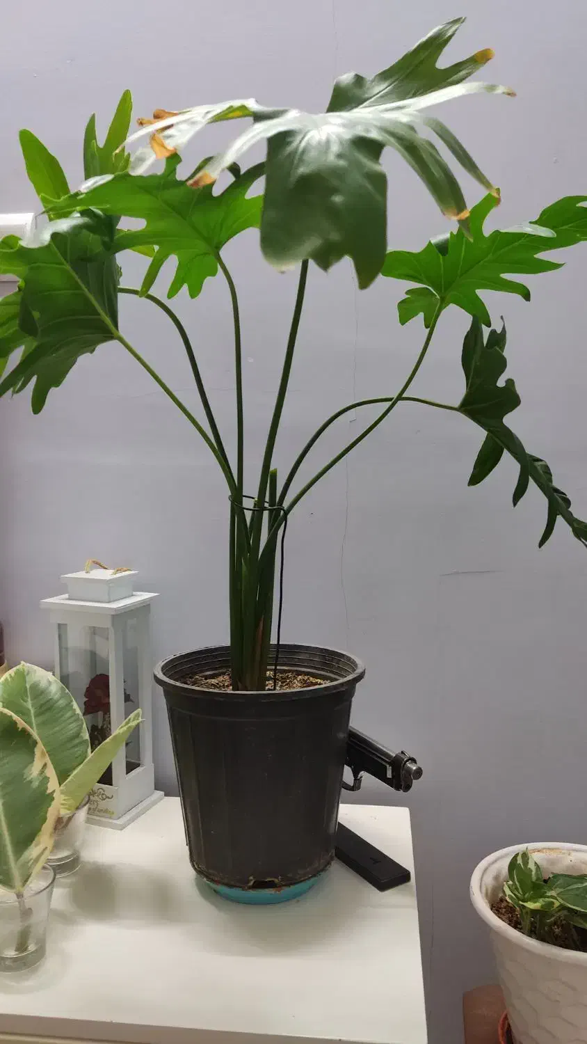 برگ انجیری ۶تابرگ|گل و گیاه طبیعی|مهدی شهر, |دیوار