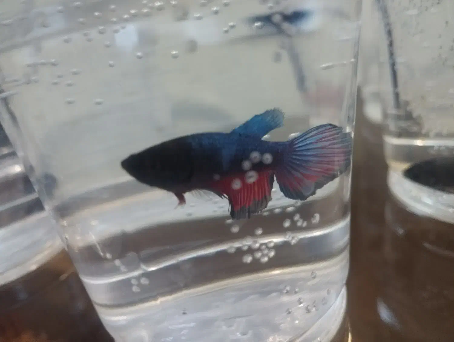 فایتر|ماهی|همدان, |دیوار