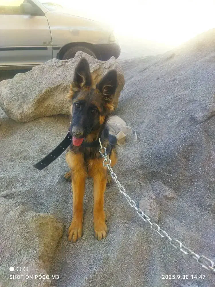 ژرمن اصل|سگ|فرخ‌شهر, |دیوار