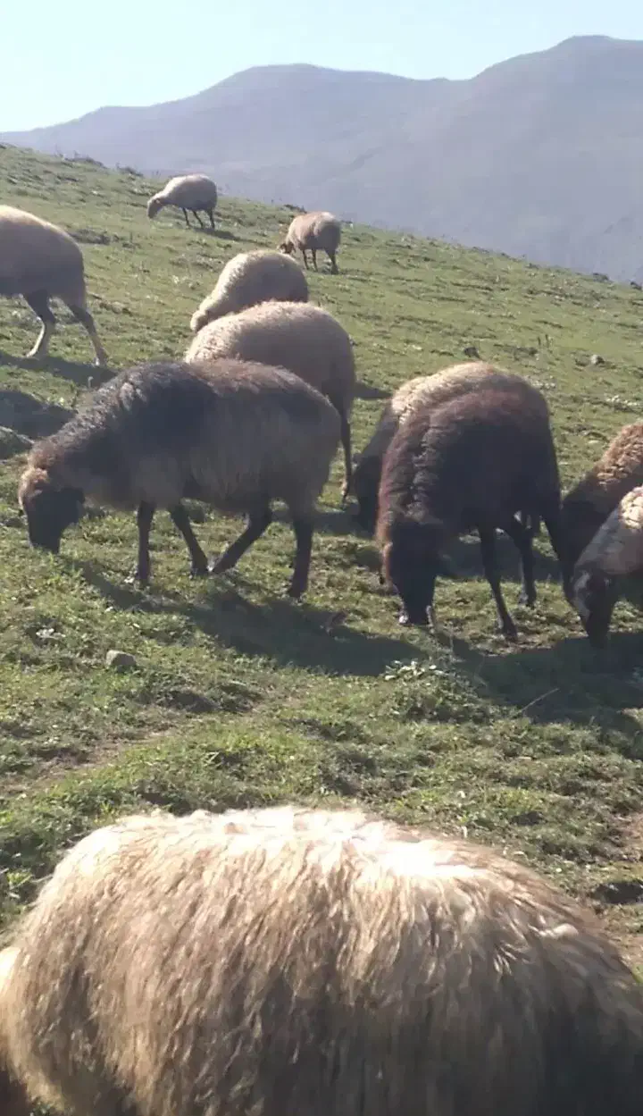 فروش فوری گوسفند|حیوانات مزرعه|چمستان, |دیوار