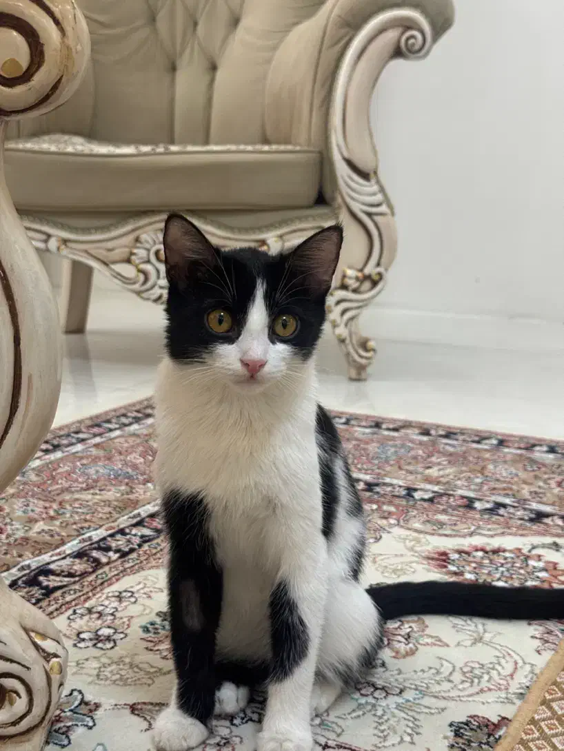 واگذاری ۲ خواهر ماده ۶ ماهه خونگی|گربه|مشهد, جانباز|دیوار