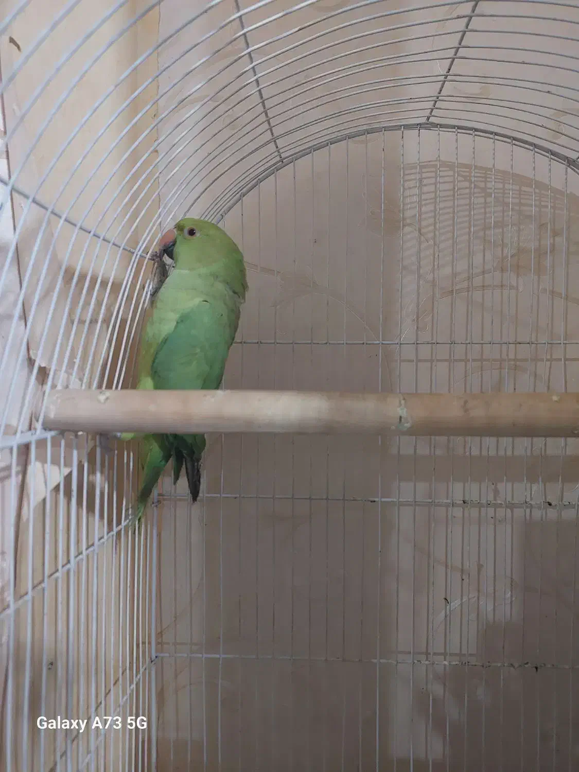 طوطی ملنگو ماده|پرنده|فردیس, منظریه|دیوار