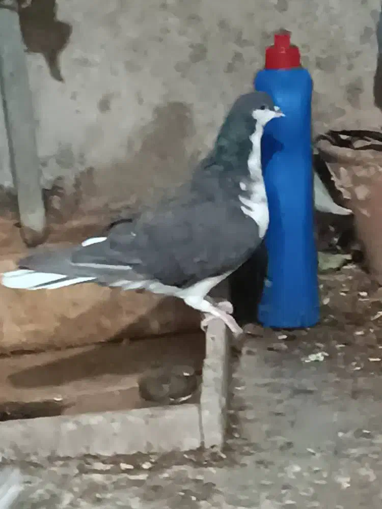 فروش یه عدد شهری|پرنده|فسا, |دیوار