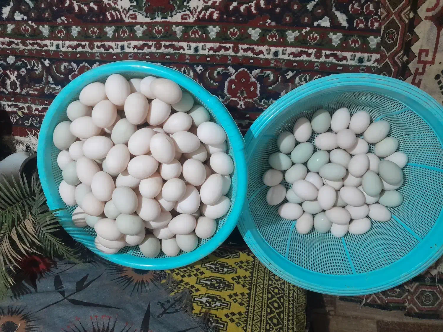 تخم مرغ|حیوانات مزرعه|لنگرود, |دیوار