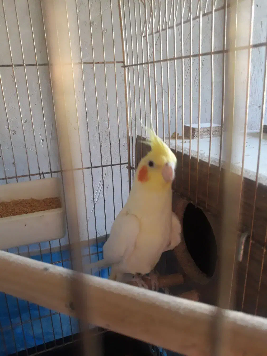 عروس هلندی|پرنده|هریس, |دیوار