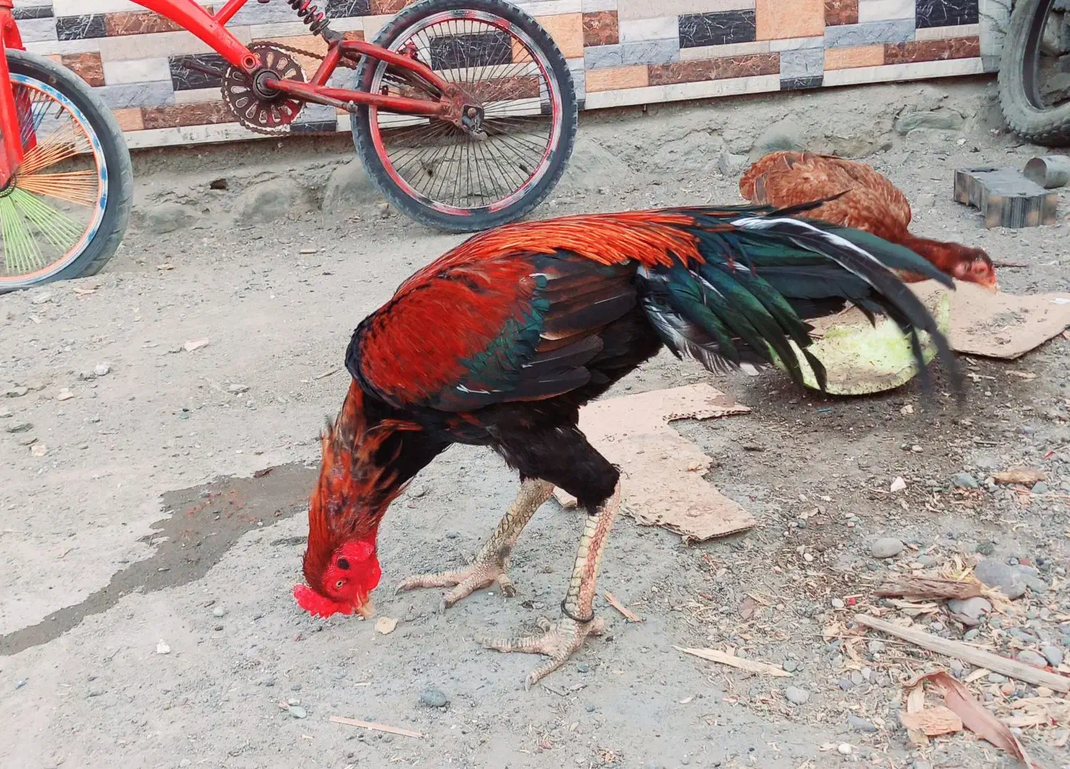 خروس|حیوانات مزرعه|میناب, |دیوار