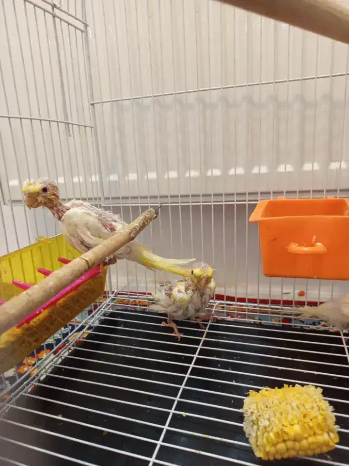 یک جفت عروس هلندی با جوجه|پرنده|مشهد, هفت تیر (نه دره)|دیوار