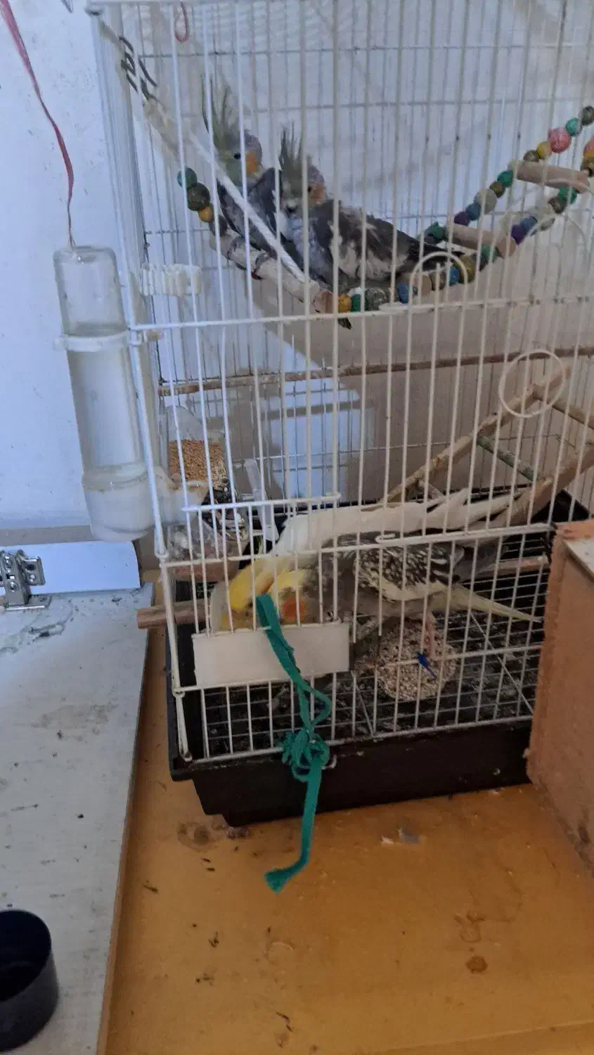 پرنده|پرنده|کوچصفهان, |دیوار