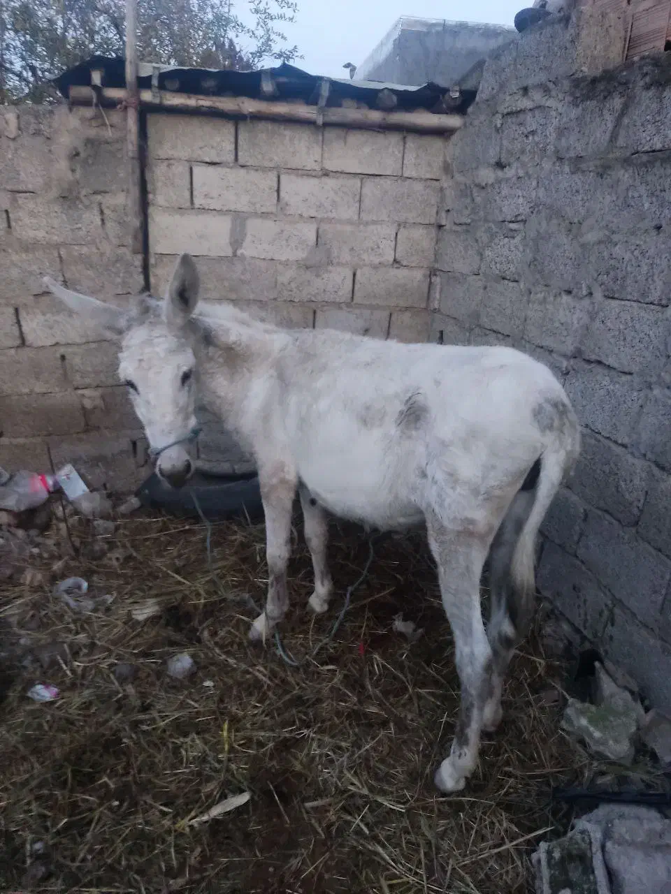 خرماده|حیوانات مزرعه|رامیان, |دیوار