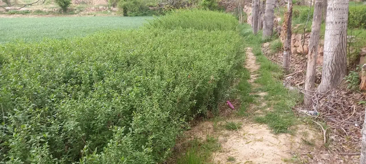 ترون نایلکسی|خدمات باغبانی و درختکاری|ملکآباد, |دیوار