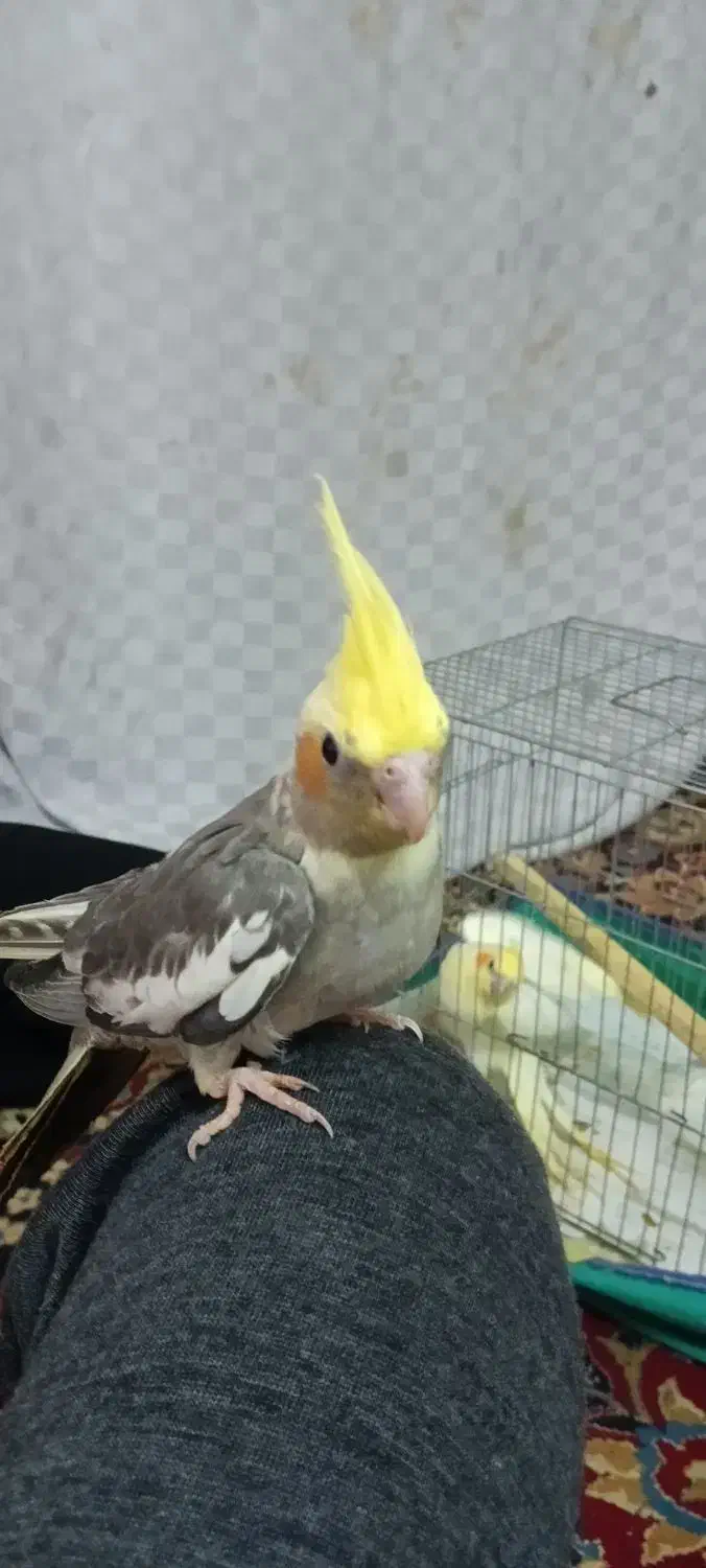 عروس هلندی|پرنده|یزد, |دیوار