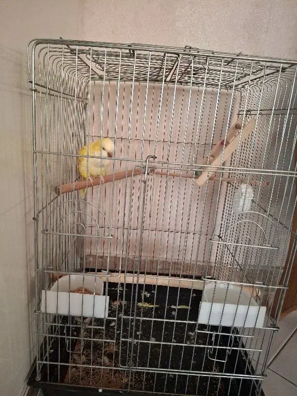 طوطی راهب لوتینو،زرد|پرنده|اسلام‌شهر, شهرک مفیدی|دیوار