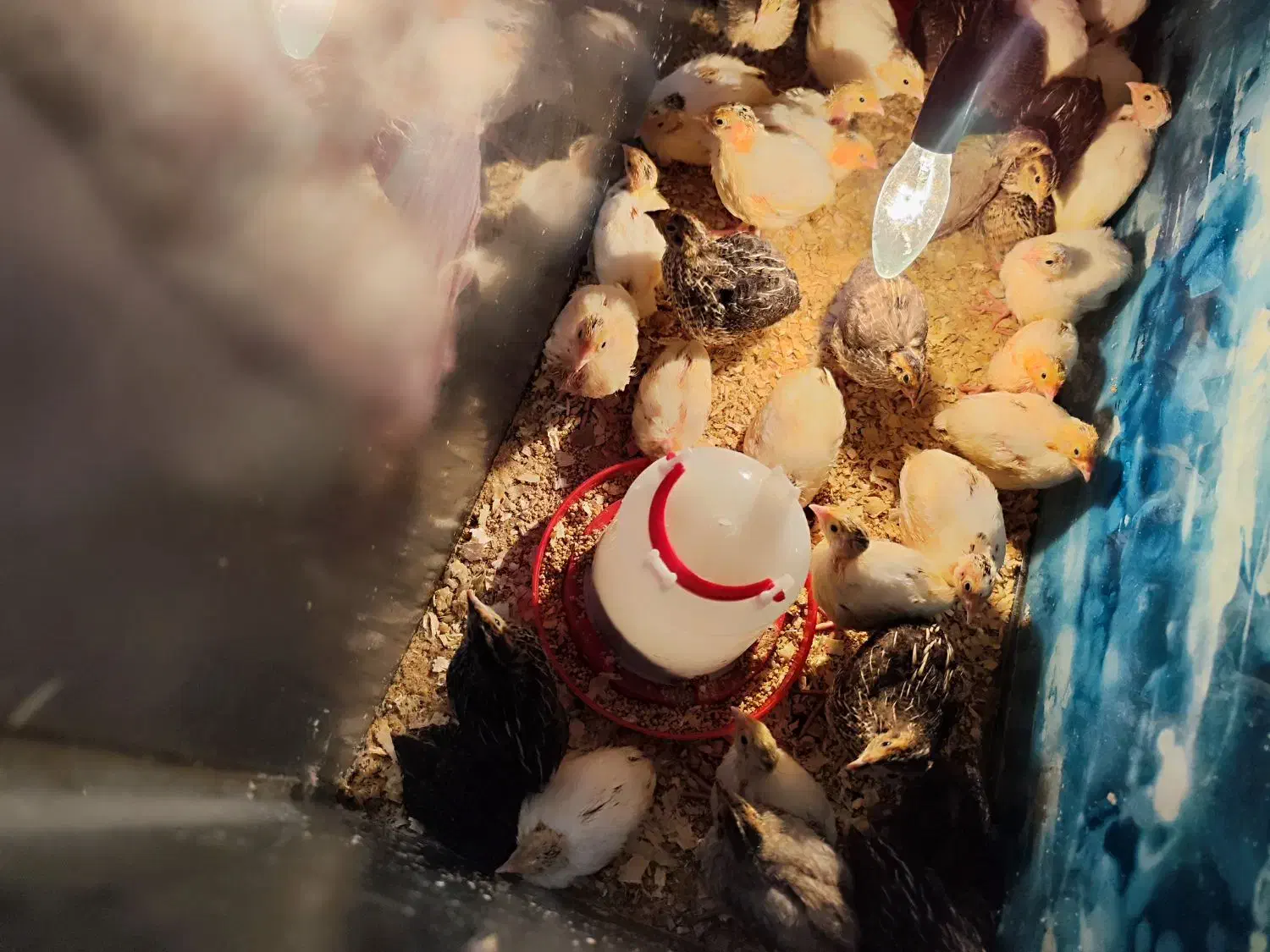 بلدرچین 20 روزه|حیوانات مزرعه|ساری, |دیوار